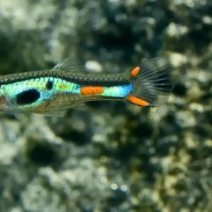 Bestpreis Endler Guppy black bar (Poecilia wingei)